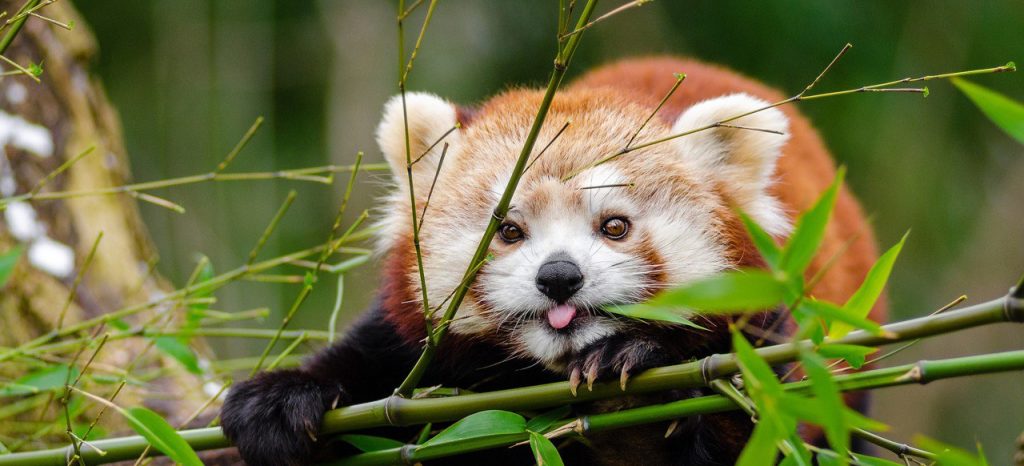 Красные панды, медведь-губач и ягуарунди: гости снова увидят животных в обновленных вольерах Московского зоопарка