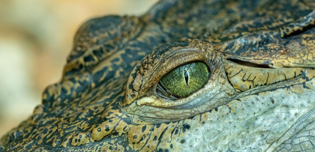 Москвичи выбрали имя для крокодила из Московского зоопарка