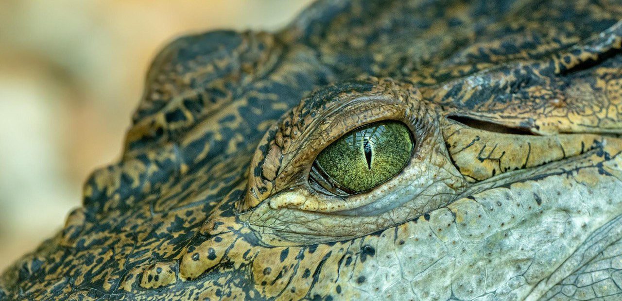Крокодила теперь зовут Паркуша. Фото: pixabay.com