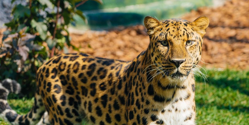Кошачий ряд: обновленная экспозиция открылась в Московском зоопарке