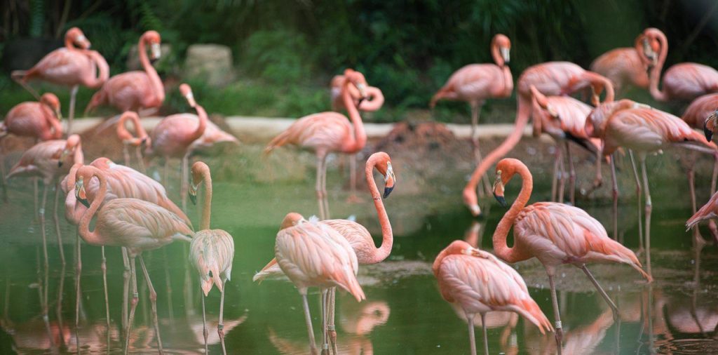 Дитя заката: в Московском зоопарке появились на свет птенцы красных и розовых фламинго