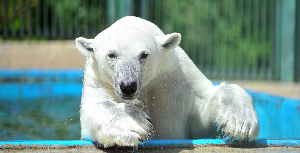 Ветеринары Московского зоопарка рассказали о самочувствии медведя Диксона