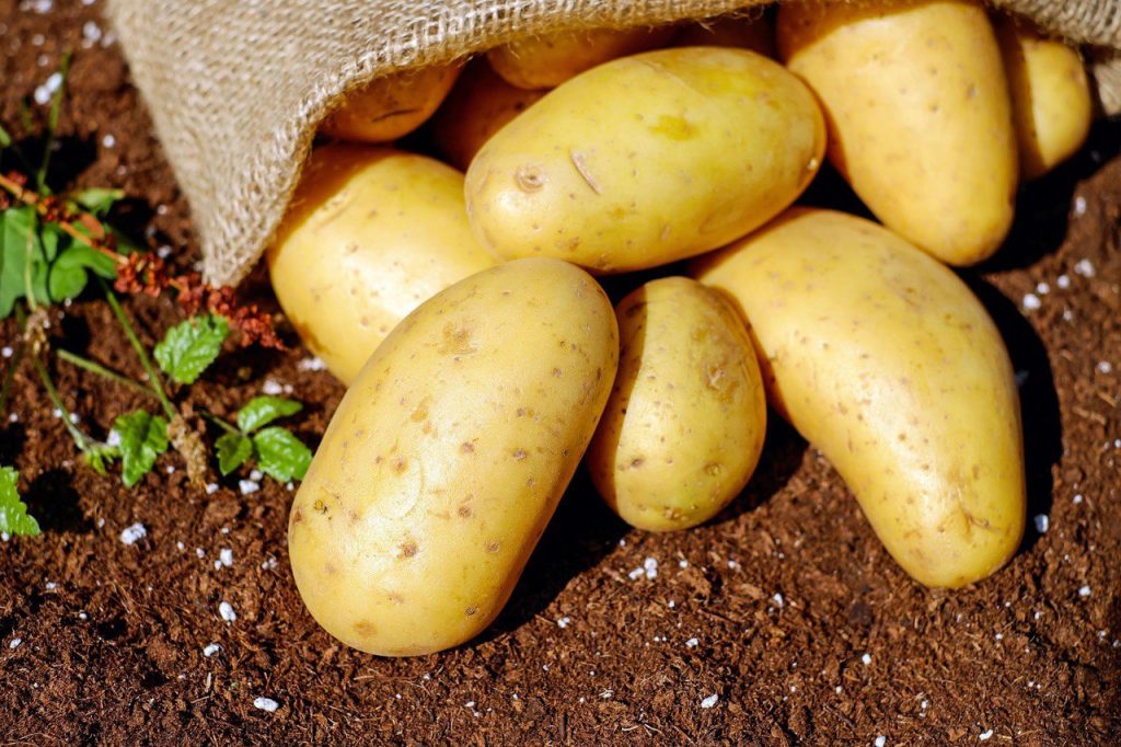 Тайная жизнь картофеля: лекцию агронома организуют представители библиотеки Некрасова