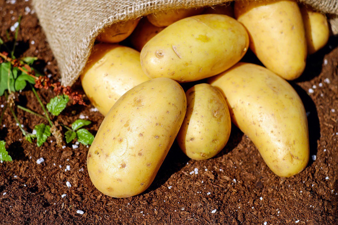 Агроном-картофелевод, биотехнолог Мария Полякова расскажет, как картофель растет в колбе, зимней теплице и специальных установках. Фото: pixabay.com