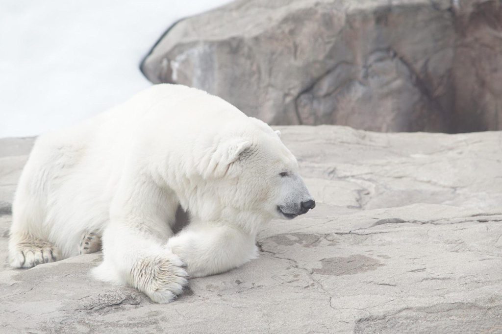 Ветеринары Московского зоопарка спасли белого медведя на Таймыре
