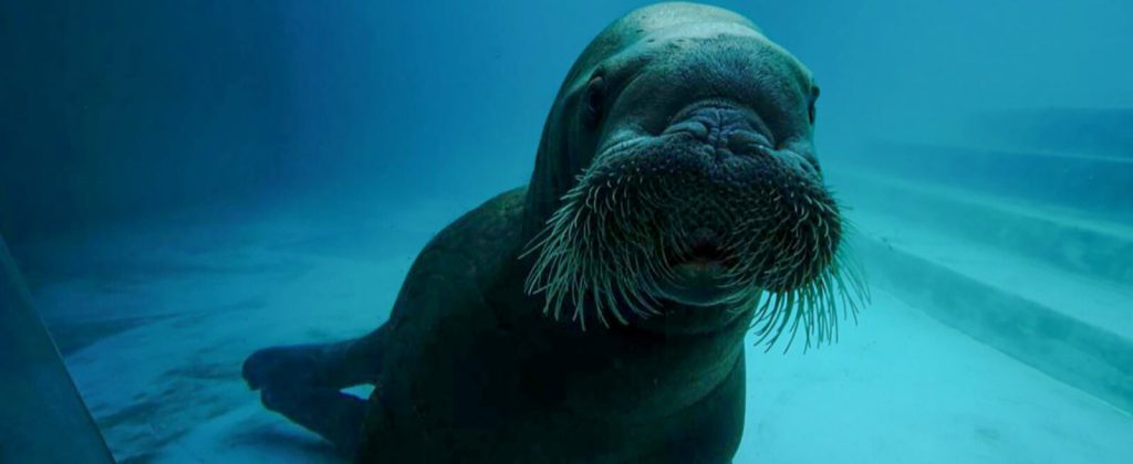 От рыб до амфибий: новый павильон для морских животных передали Московскому зоопарку
