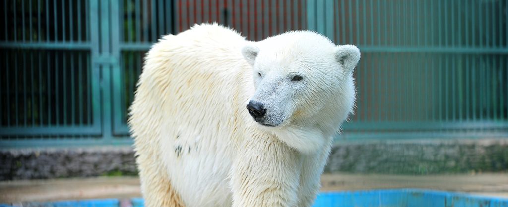 Ветеринары Московского зоопарка рассказали о восстановлении медведя Диксона
