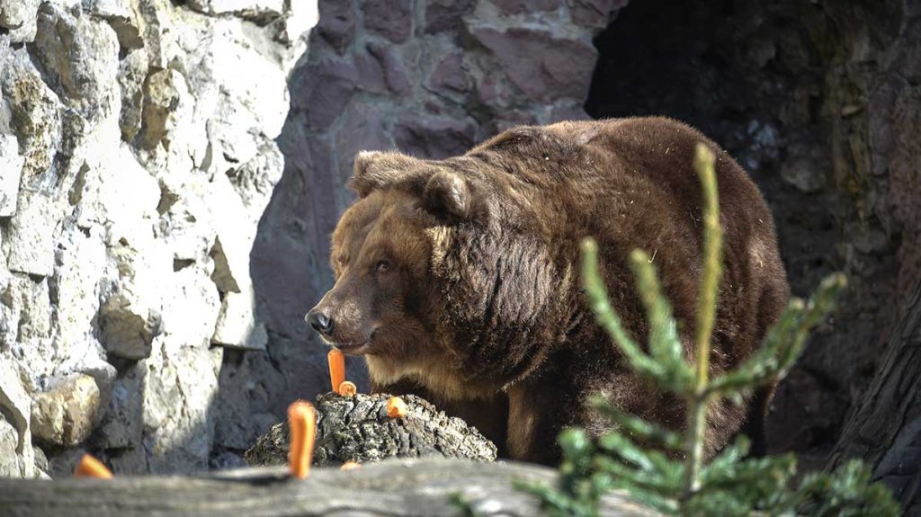 Сотрудники Московского зоопарка рассказали о подготовке вольеров к зиме