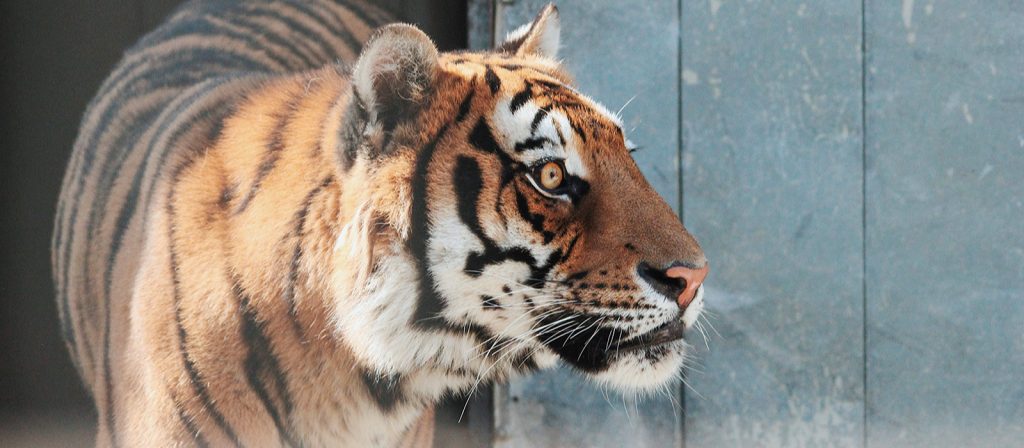 Почему тигр полосатый и зачем ему усы: эколекцию прочитают в детской библиотеке