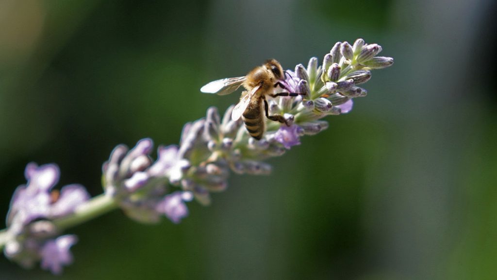 Жужжащие истории: об особенностях пчел расскажут в «Гайдаровке»