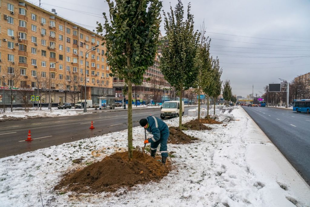 Специалисты Комплекса городского хозяйства приступили к высадке деревьев на Ленинском проспекте