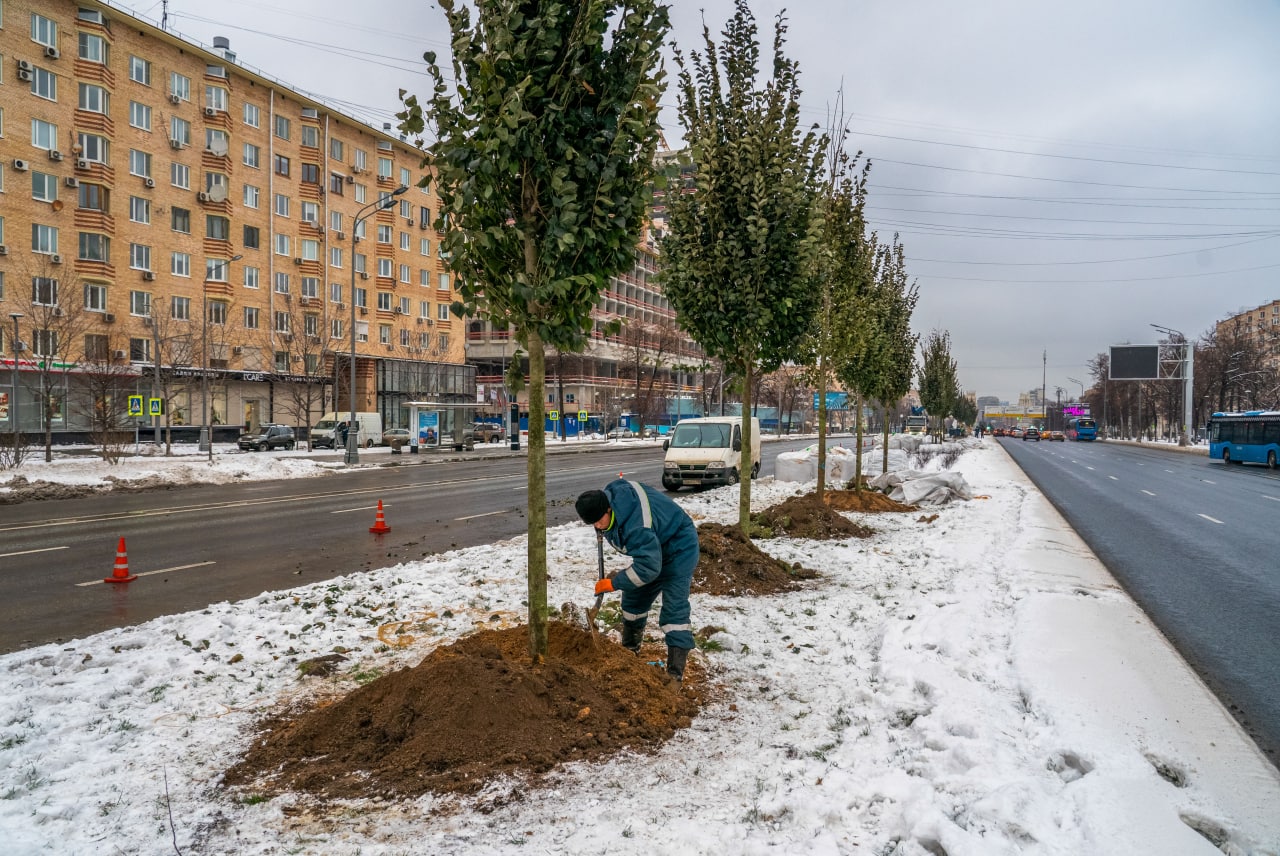 При выборе пород чаще всего эксперты отдают предпочтение деревьям, которые хорошо адаптируются в условиях мегаполиса. Фото: Telegram-канал Комплекса городского хозяйства Москвы