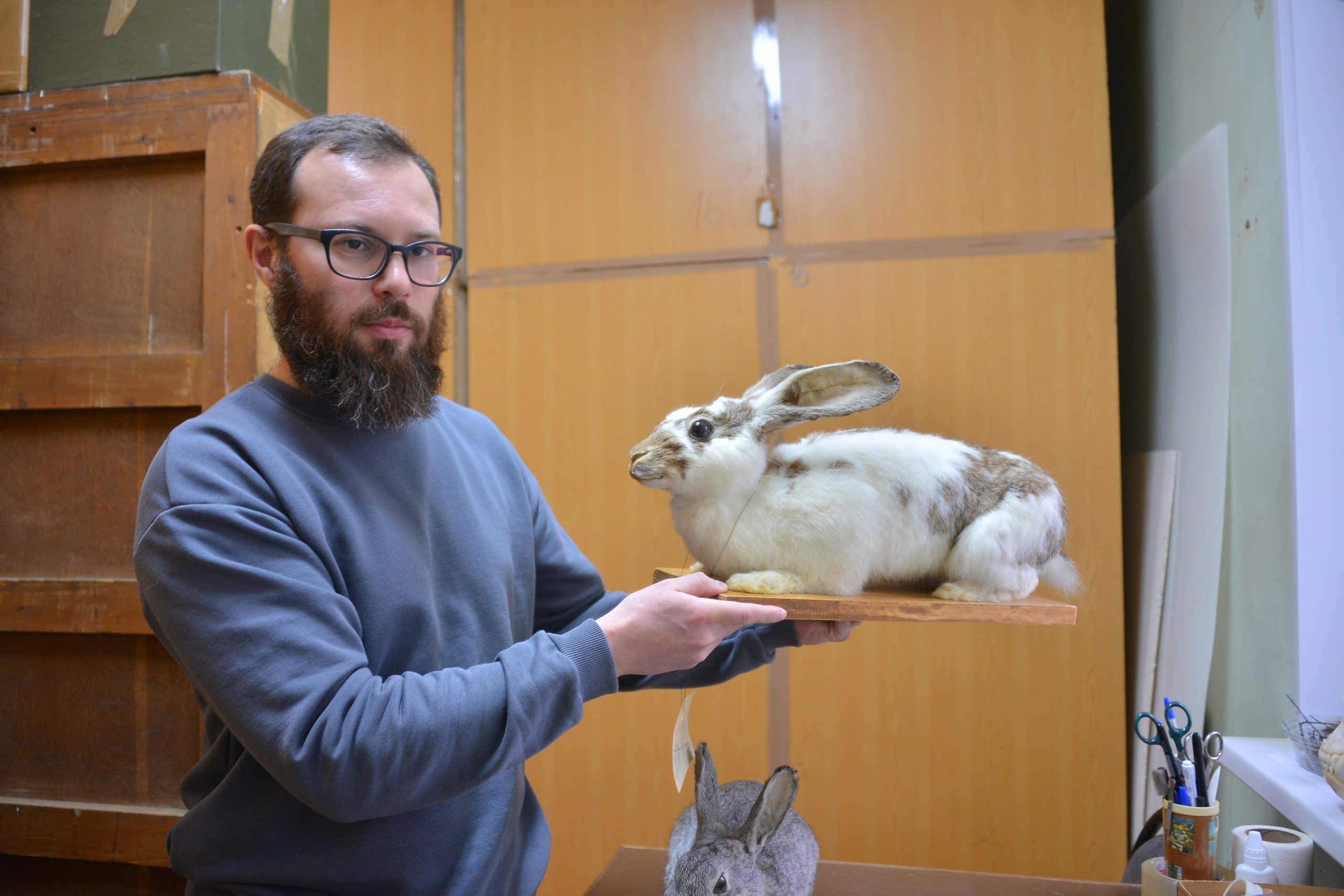 На фото Андрей Власенко, главный хранитель музейных предметов, с чучелом кролика породы «бабочка». Фото: Анна Малакмадзе, «Вечерняя Москва»