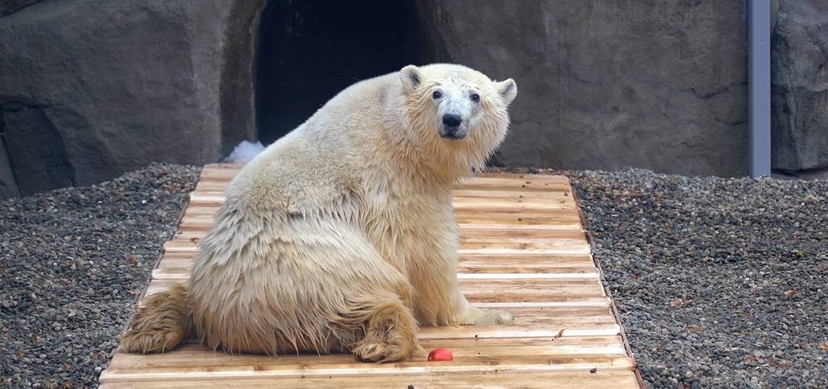 Через них можно наблюдать за спасенным медведем Диксоном. Фото: пресс-служба Московского зоопарка