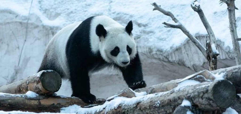 Животные Московского зоопарка встретили первый снег