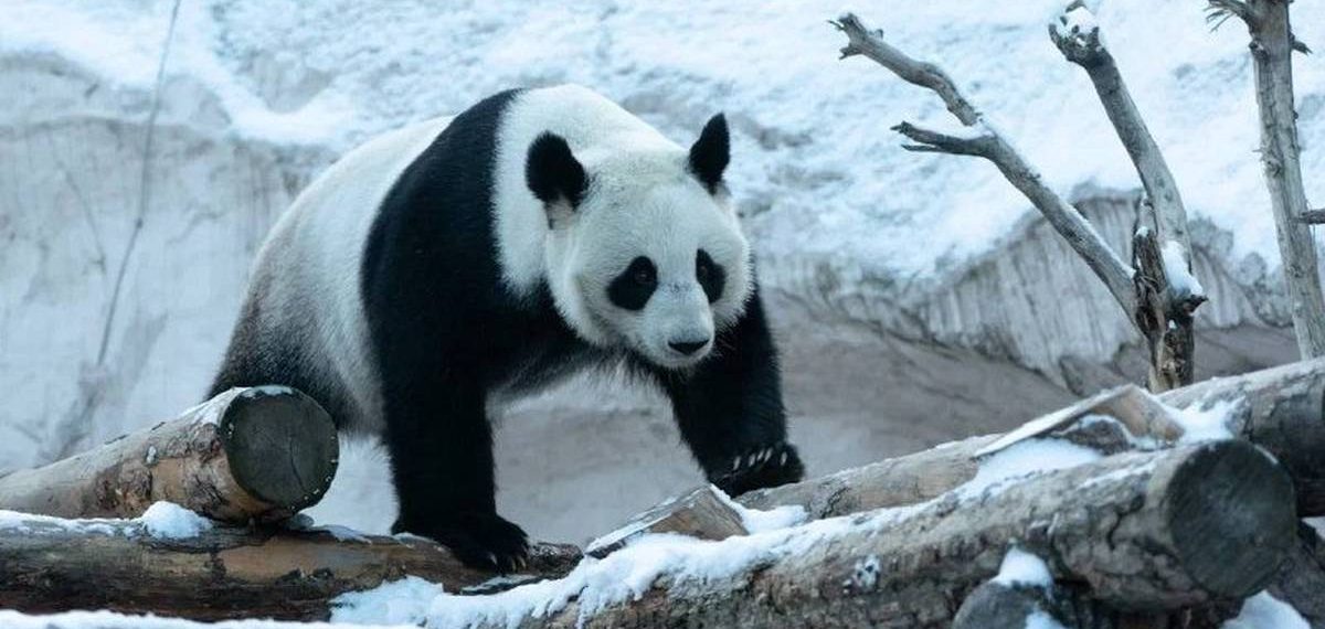 Первый снег звери решили встретить на свежем воздухе. Фото: Telegram-канал Московского зоопарка