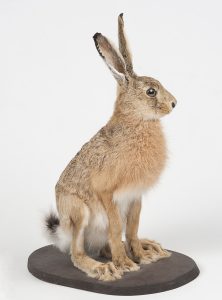 Еще один музейный экспонат — заяц-русак. Если приглядеться, он отличается от кролика: тело более вытянутое и поджарое, лапы длиннее. Посетители, представлявшие себе зайца как живую плюшевую игрушку, удивляются этим пропорциям. Фото: Государственный биологический музей имени К. А. Тимирязева 