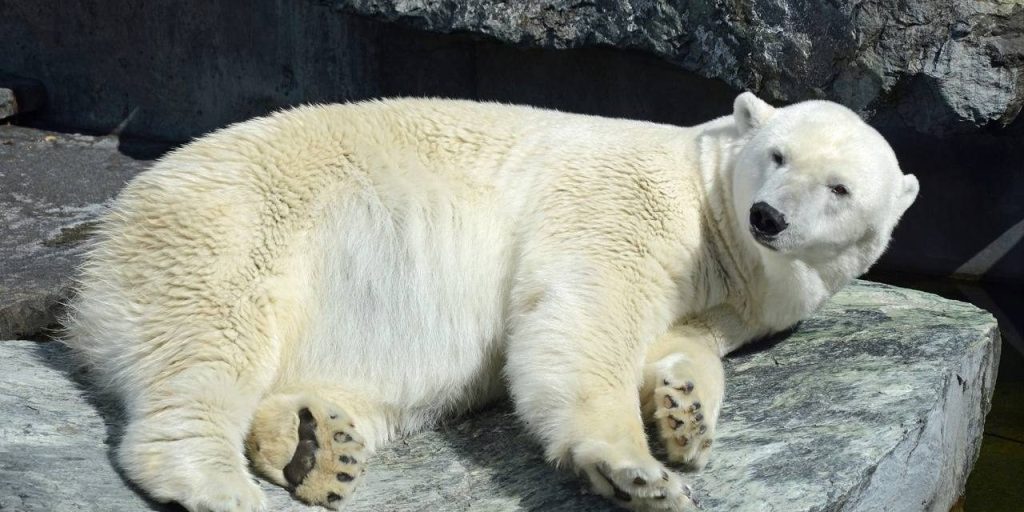 Поврежденный клык удалили белому медведю Диксону из Московского зоопарка