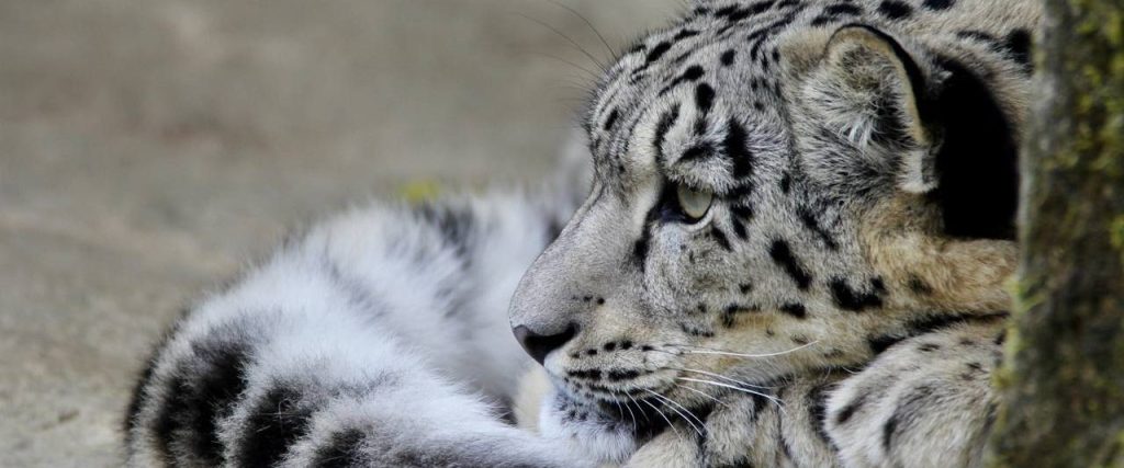Добро пожаловать в семью: пара снежных барсов переедет в Московский зоопарк