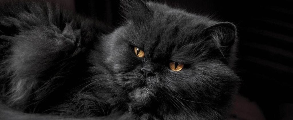 День черных котов: праздник отметят в Биомузее имени Тимирязева