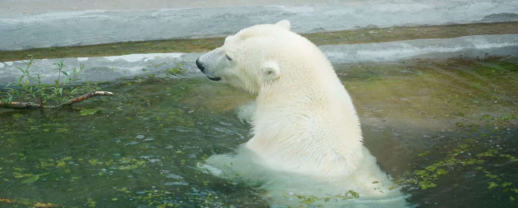 Добро пожаловать в бассейн: москвичам рассказали о восстановлении здоровья медведя Диксона