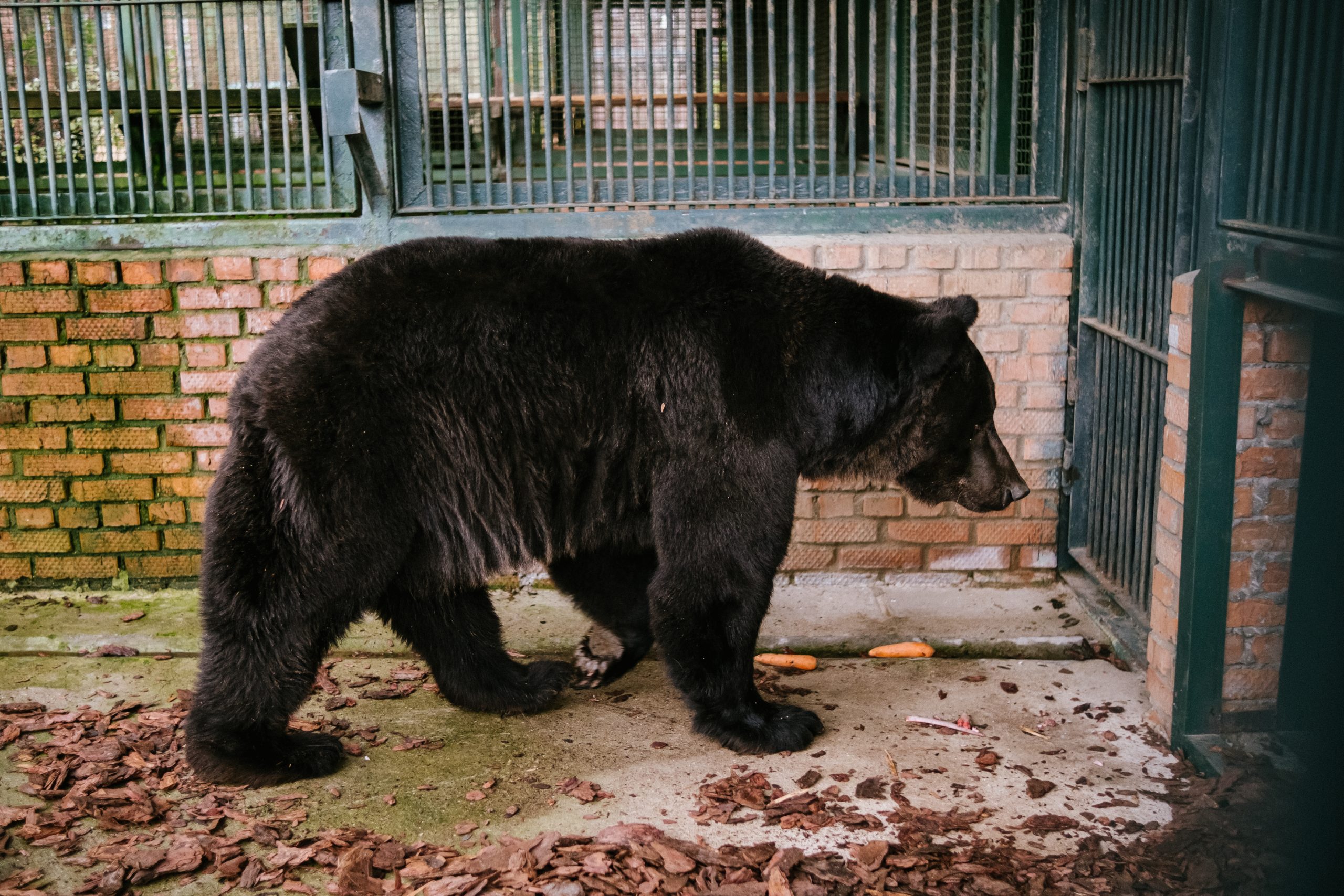 Бурого медведя Гром перевезли в Центр воспроизводства редких видов животных Московского зоопарка. Фото: пресс-служба Московского зоопарка