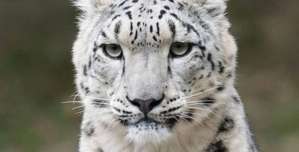 Кошка-невидимка: просветительская выставка откроется на территории Московского зоопарка