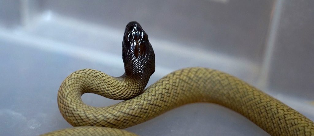 Самые ядовитые в мире сухопутные змеи вылупились в Московском зоопарке