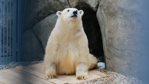За судьбой белого медведя Диксона следила вся страна. Фото предоставила пресс-служба Московского зоопарка
