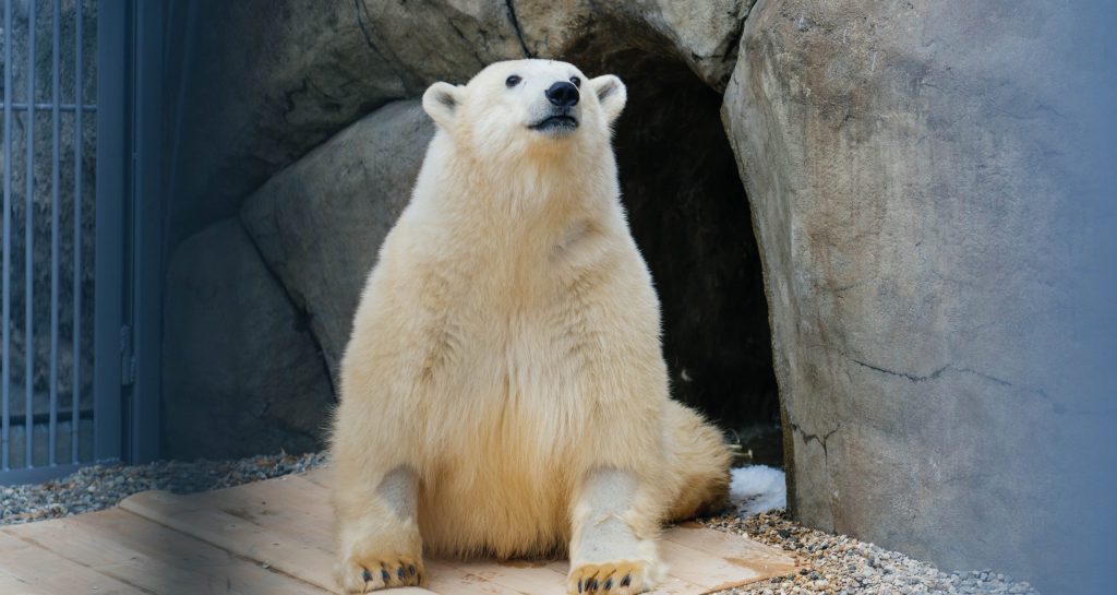 Рождение детенышей, спасенные животные и новые вольеры: Московский зоопарк подвел итоги года