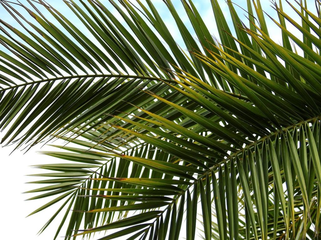 Столетняя пальма дала плоды в Ботаническом саду имени Петра I