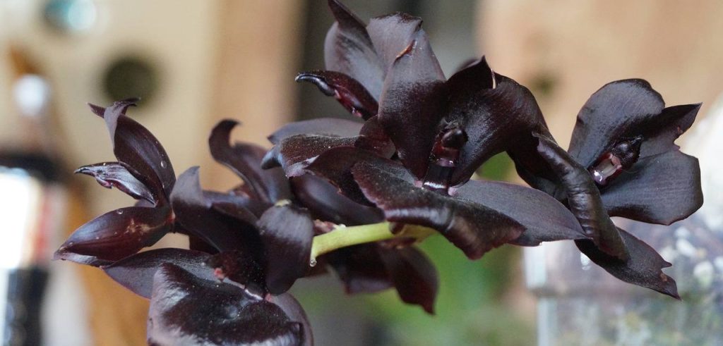 Самая черная орхидея в мире расцвела в Ботаническом саду Петра I