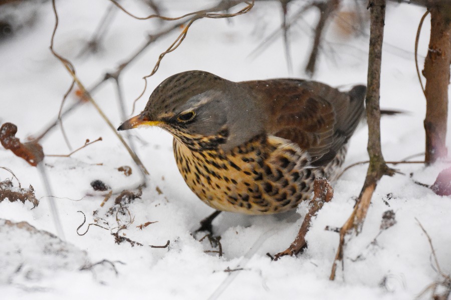 Всего в столицу зимой прибывают около 15 видов птиц. Фото: Александр Кожохин, «Вечерняя Москва»