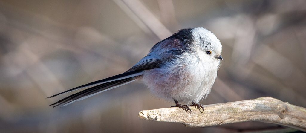 Птичье зимовье: специалисты Московского зоопарка расскажут о птицах