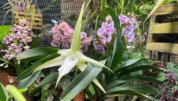Редкая рождественская орхидея с Мадагаскара расцвела в Ботаническом саду имени Петра I