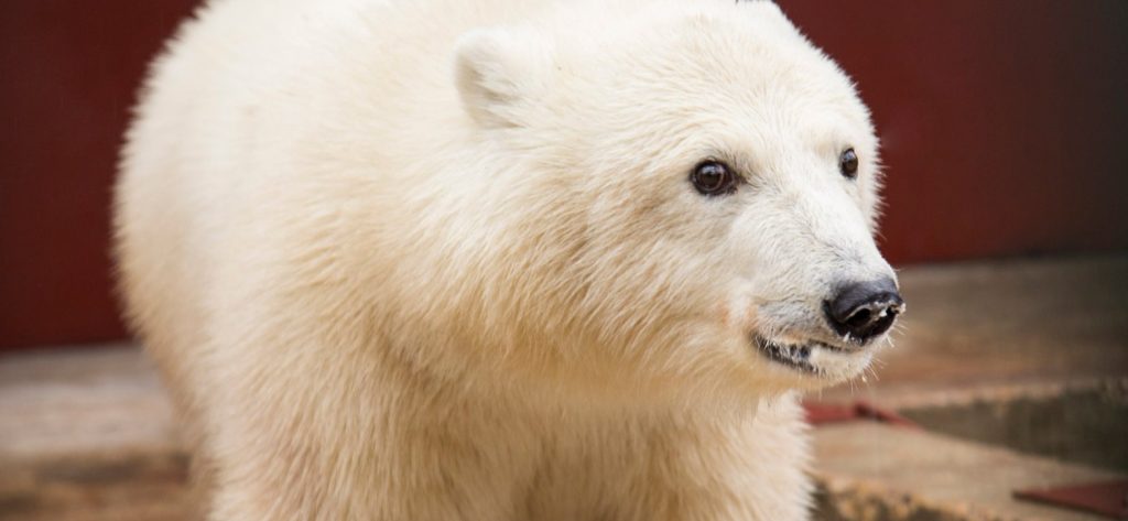 Москвичам рассказали о восстановлении здоровья белого медведя Диксона в Московском зоопарке