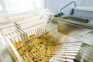 Испытания проводились на лабораторных мышах. Фото: Пресс-службы Сеченовского университета.