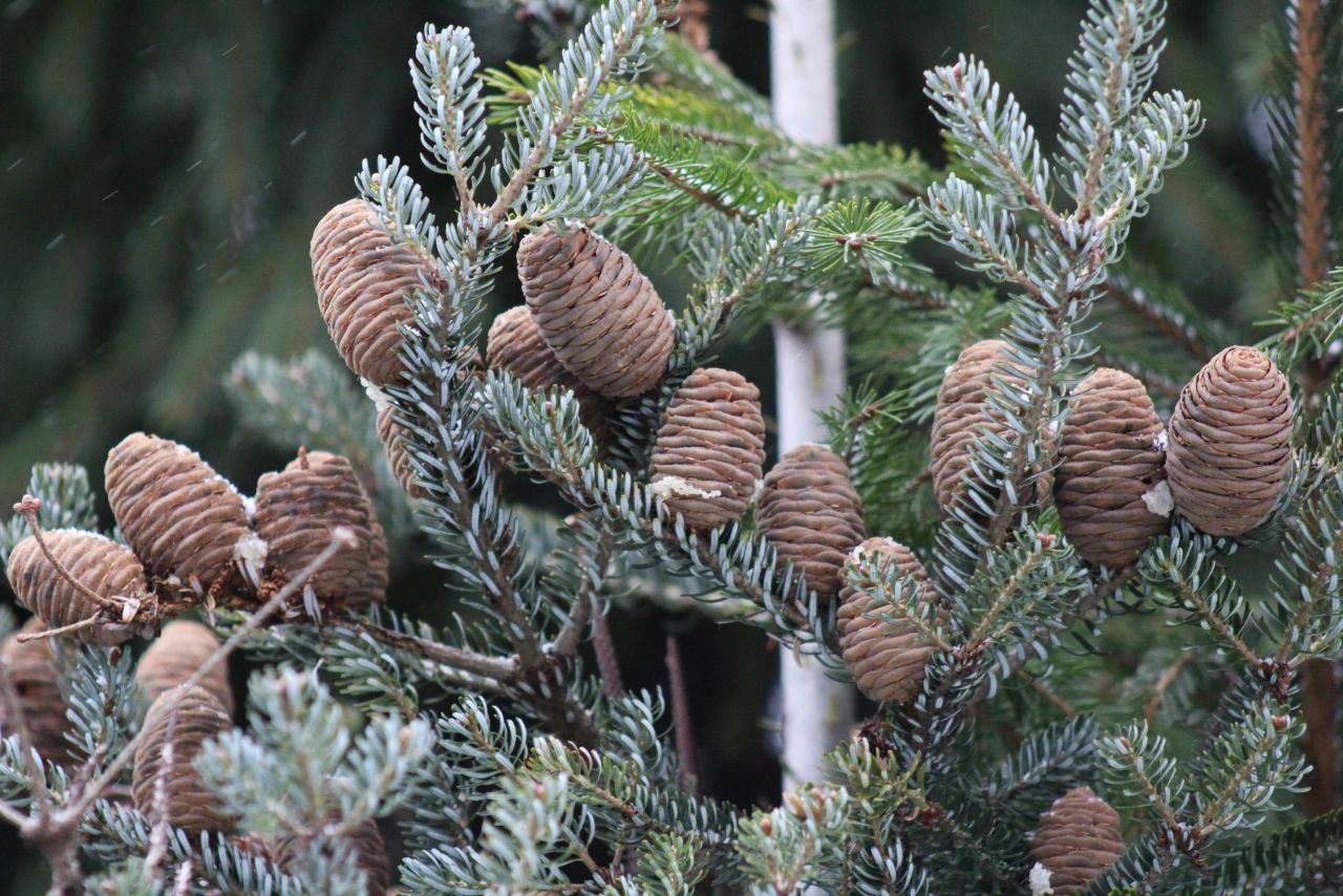 На деревьях побеги выглядят как праздничные свечи. Фото: Telegram-канал Ботанического сада МГУ