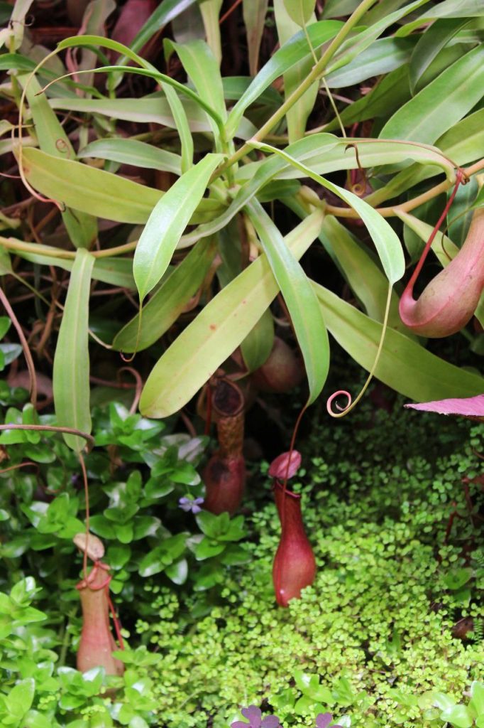 Кувшинчики хищного непентеса расцвели в Ботаническом саду имени Петра I