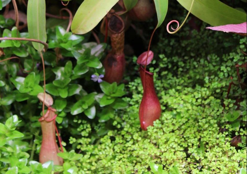Кувшинчики хищного непентеса расцвели в Ботаническом саду имени Петра I