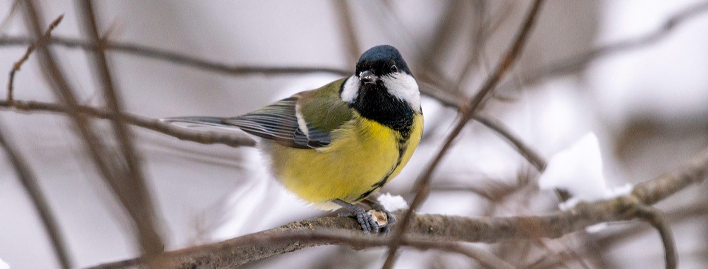 Участники познакомились с теми видами птиц, которые проводят зиму в городах. Фото: сайт мэра Москвы