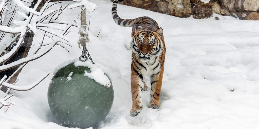 В зоопарке ждут подарки: жители столицы принесли 50 мешков с подарками для животных Московского зоопарка