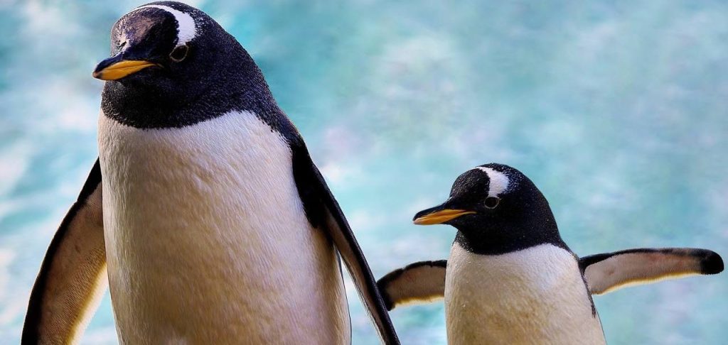 Два веселых друга: пингвинята появились на свет в Московском зоопарке