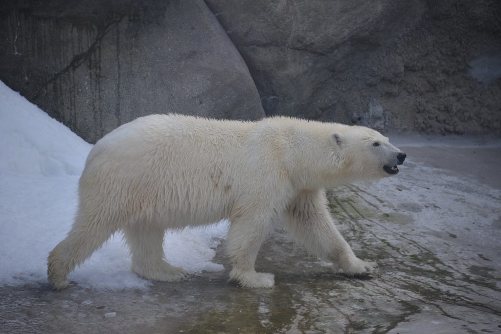 Чистота — залог здоровья: живущий в Московском зоопарке медведь Диксон научился делать лежанки из древесины