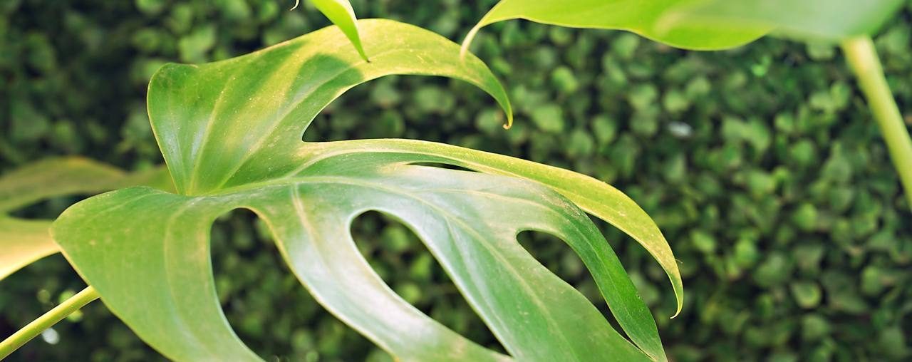 Растение имеет рассеченные листья, которые могут достигнуть до одного метра в диаметре. Фото: pixabay.com