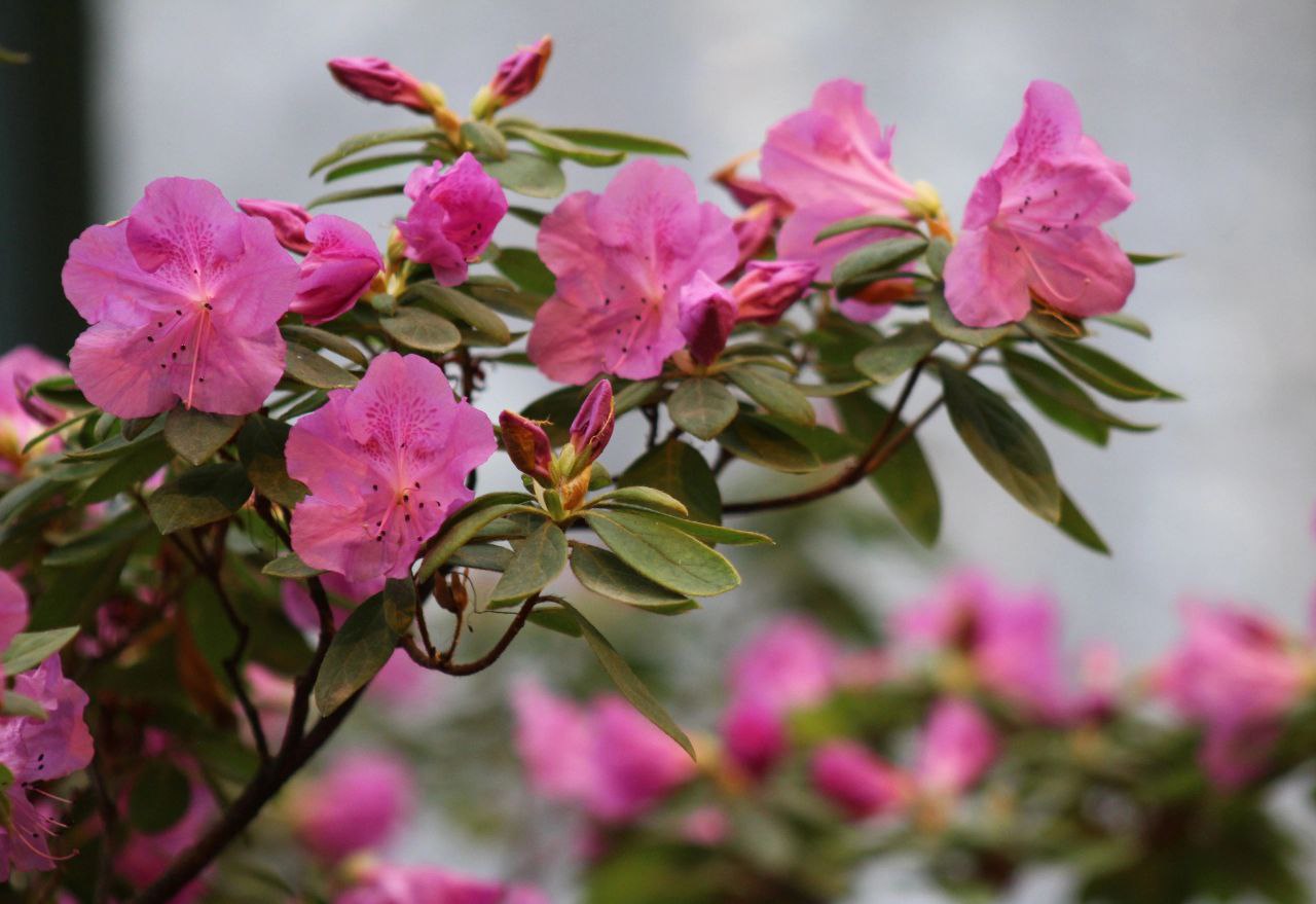 Добиться длительного цветения азалий можно за счет обеспечения всех необходимых условий. Фото: Telegram-канал Ботанического сада
