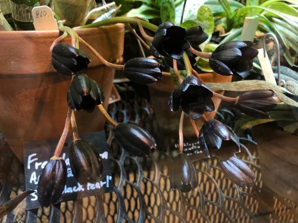 Черная жемчужина: самая редкая орхидея в мире расцвела в Ботаническом саду МГУ