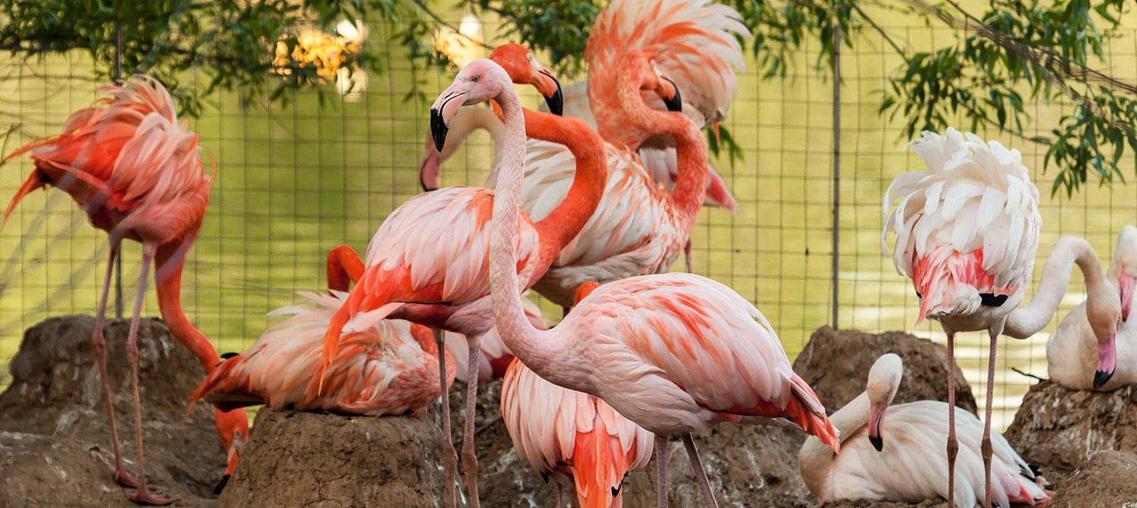 Добиться потомства от фламинго непросто. Фото: пресс-служба Московского зоопарка