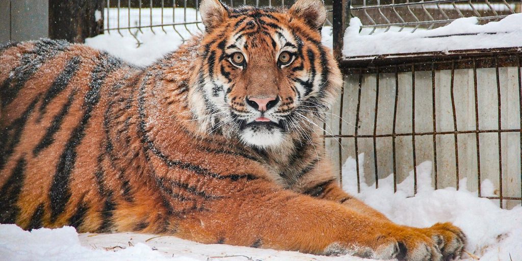 От зоосада до главного парка животных России: Московскому зоопарку исполнилось 159 лет