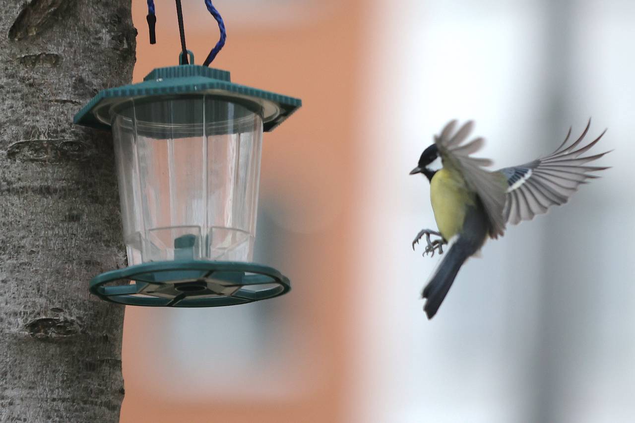 Орнитолог рассказал жителям столицы о подкормке птиц весной
